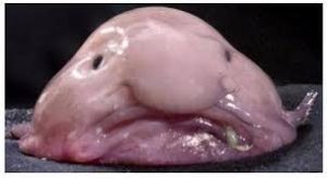What Are Some Key Facts About Blobfish